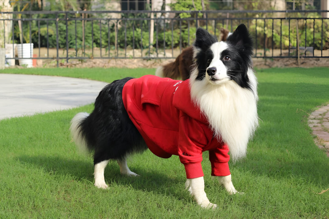 Stylish Pet Clothes for Every Season Comfort